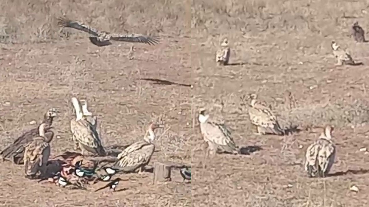 Belgesellerde izliyordu! Bu kez kendi objektifinden görüntüledi