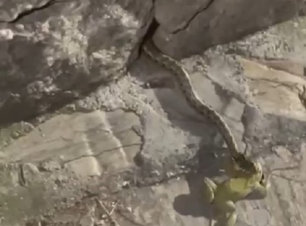 Belgeselleri aratmayan görüntü! Yılanın kurbağa avına gözlemeli engel