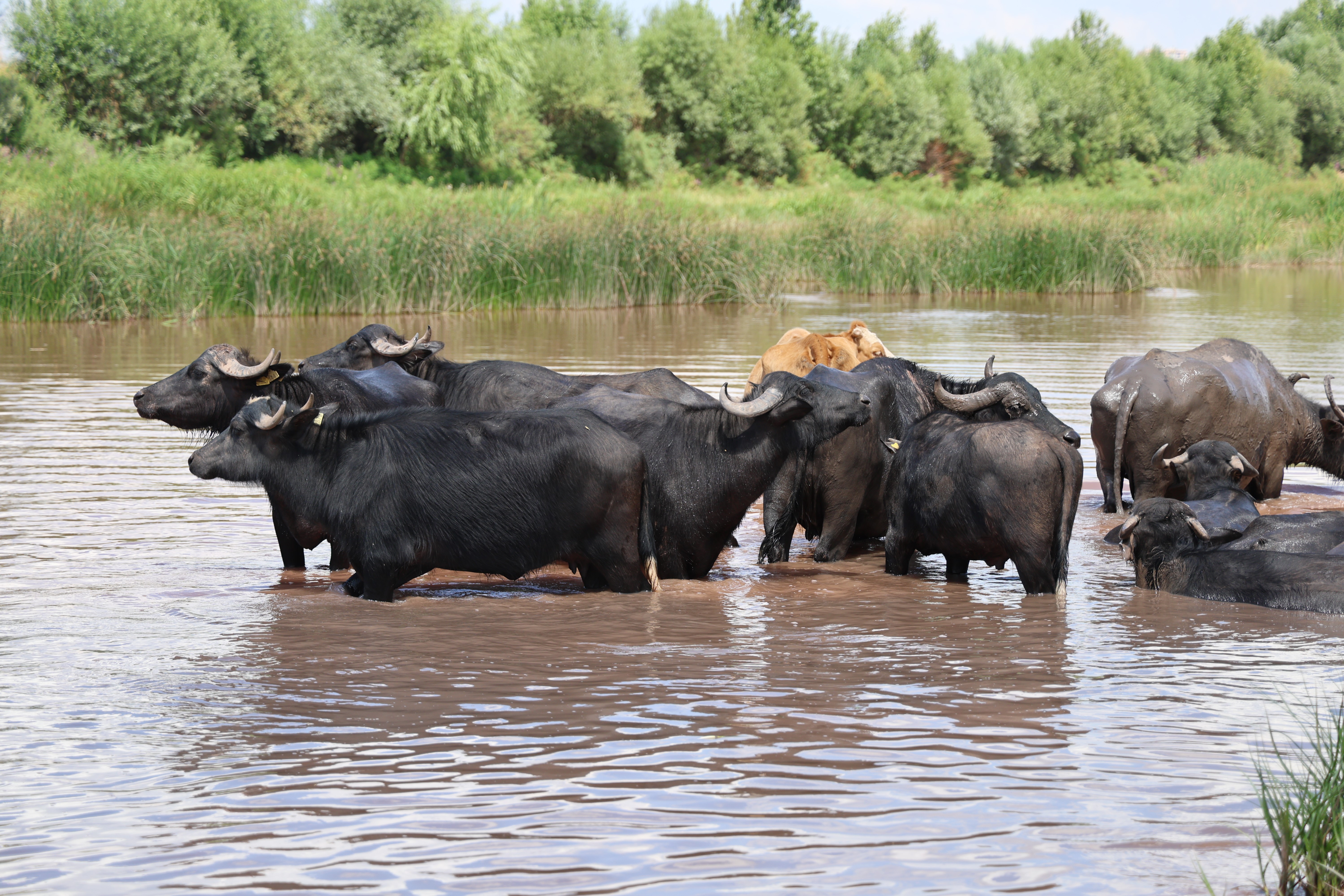 Belgeselleri aratmayan görüntüler! Burası Afrika değil Sivas
