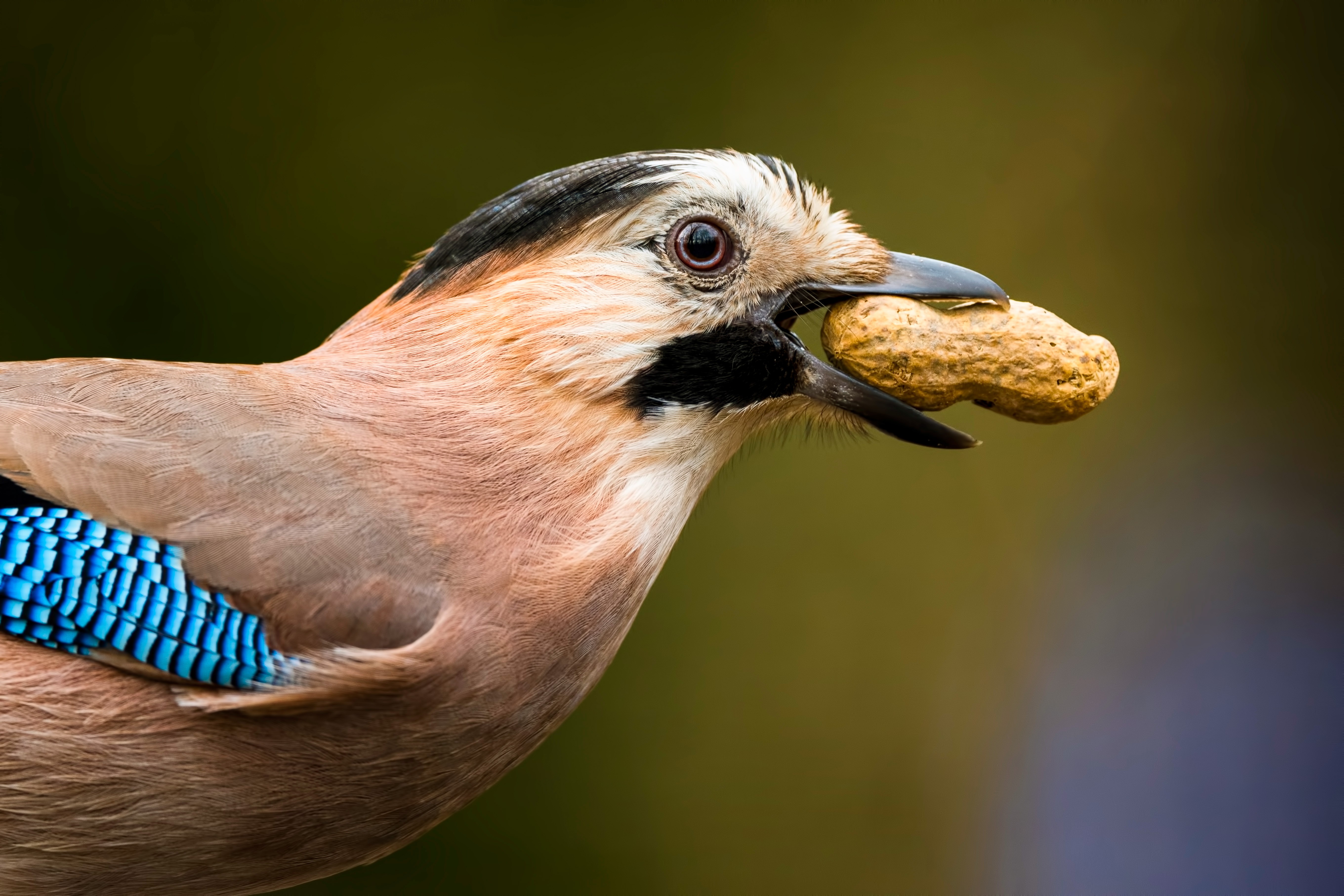 Belgrad Ormanlarında bu kuşları görünce şaşırmayın!