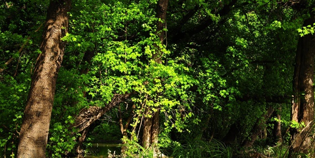 Belirli tarihlerde ormanlara girişler yasaklanacak! Bakan açıkladı