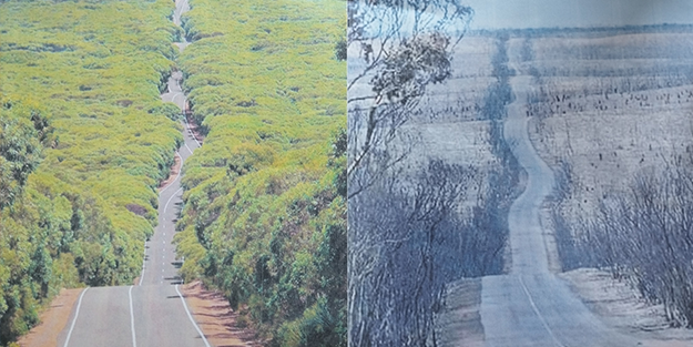 Belki de hiç kimsenin aklına gelmemişti! Orman yangınlarının yeni̇ zararı ortaya çıktı