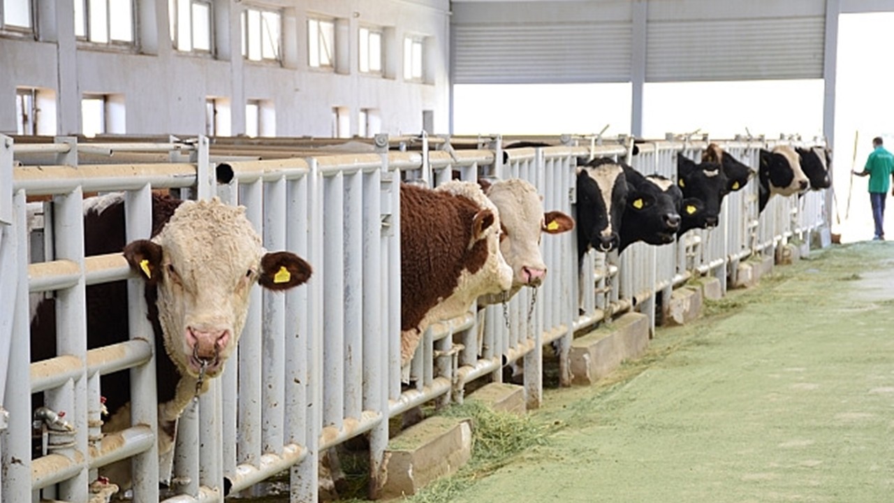 Benzerini duymadınız! Akıllara durgunluk veren hırsızlık