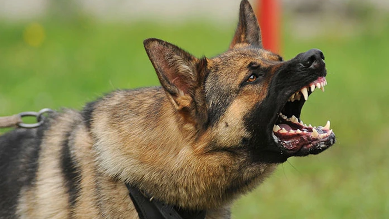 Beraat kararı bozuldu! Oğluna saldıran köpeği vurduğu için hapse girebilir!