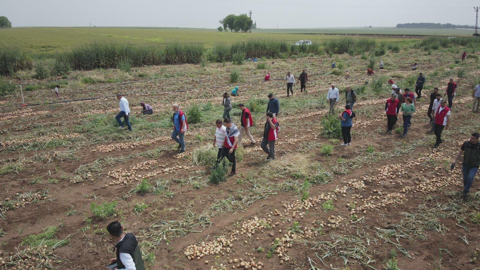 Bereketli topraklarda soğan hasadı başladı