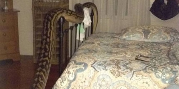 Beş metrelik davetsiz misafir korkuttu