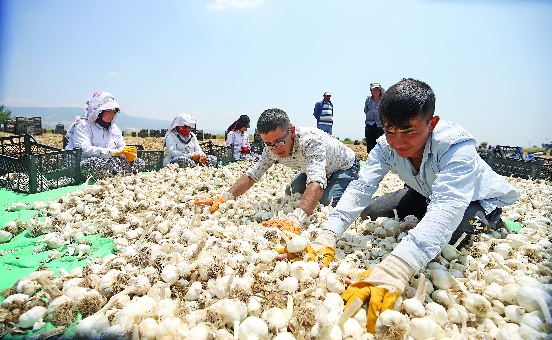 Beşçeşme sarımsağında 15 bin ton rekolte bekleniyor