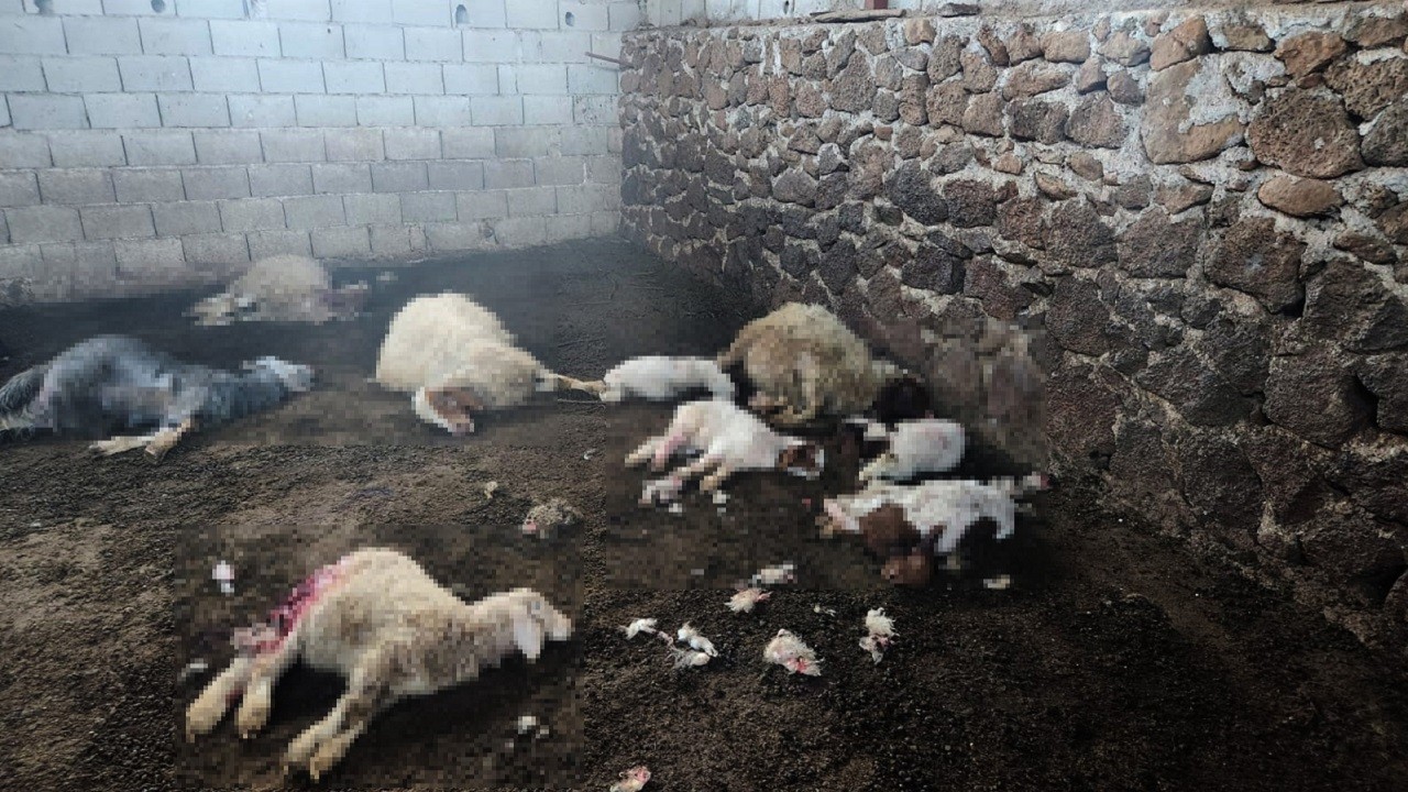 Besici gördüğü manzara karşısında şoke oldu