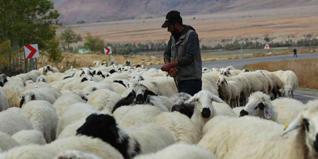 Besiciler aylık 20 bin liraya çoban bulamıyor!