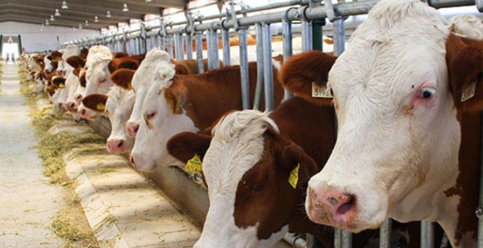 Besicilere yeni destek geliyor