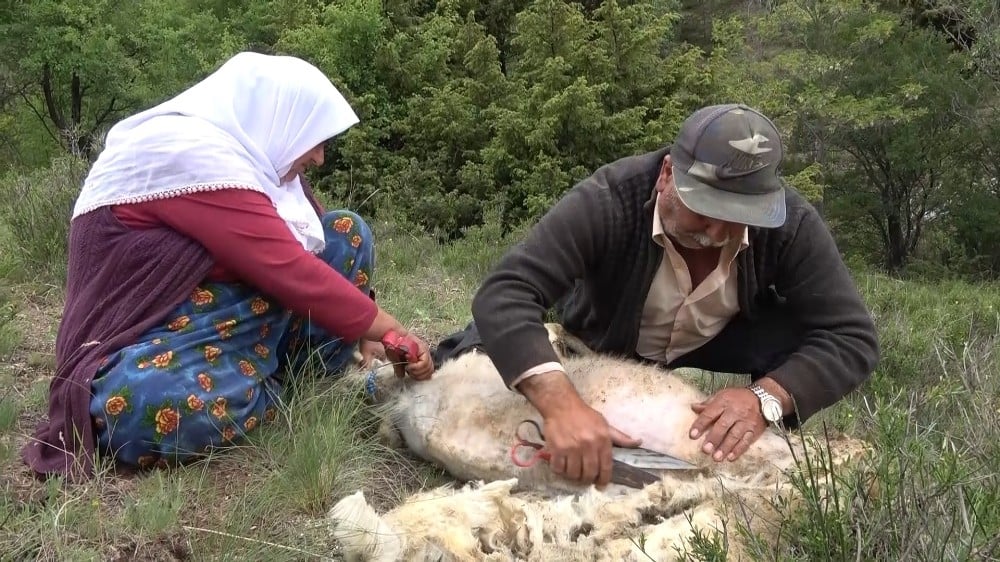 Besicilerin ’koyun kırkma’ telaşı 