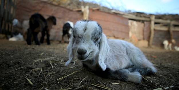 Besicilerin tatlı telaşı başladı