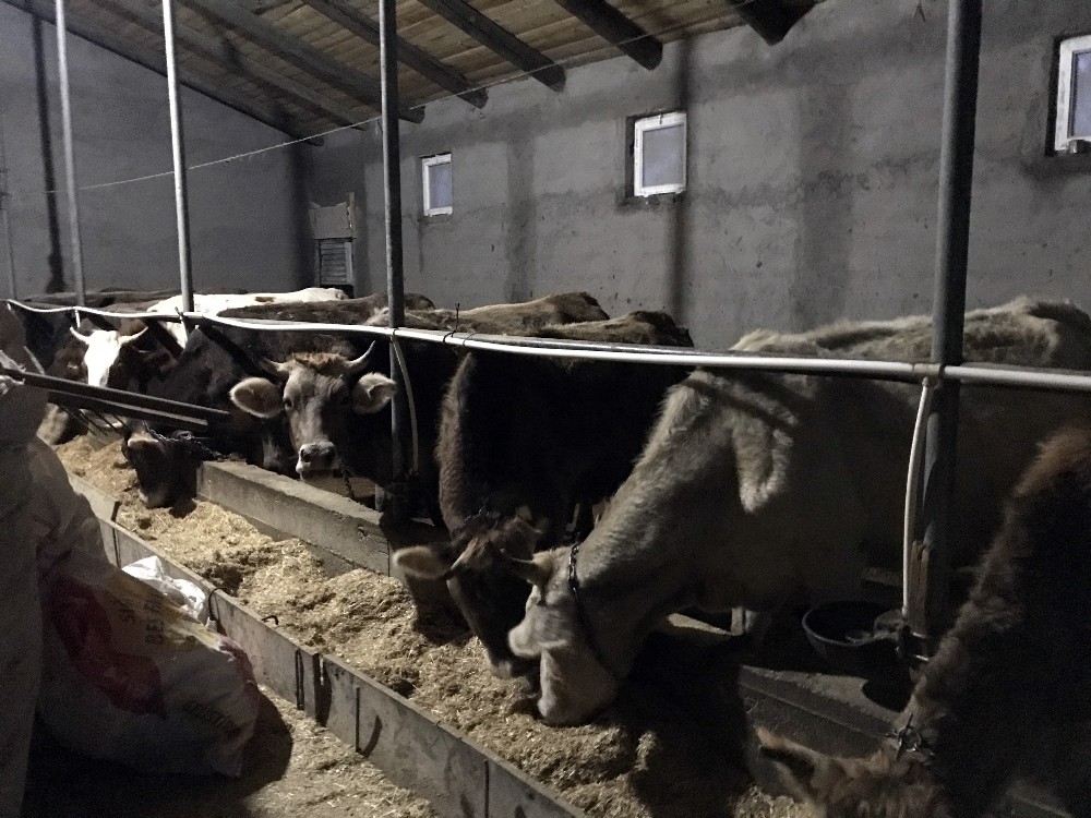 Besicilerin umudu Kurban’a kaldı 