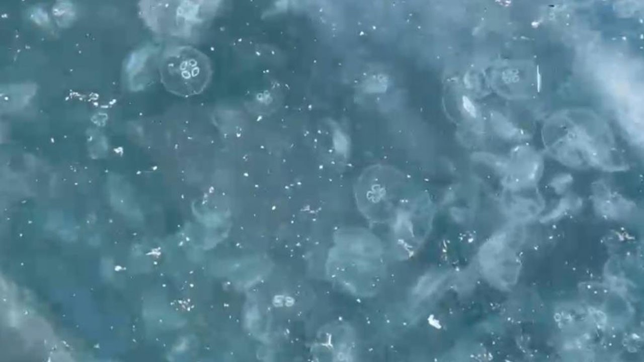 Beşiktaş sahilinde tedirgin eden görüntü! Görenler şaşkına uğradı