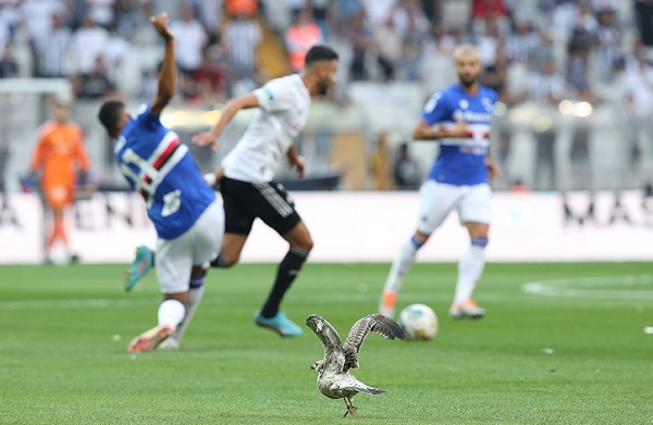 Beşiktaş-Sampdoria maçı kaç kaç bitti Maç ÖZETİ