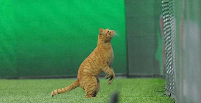 Beşiktaş'a 'kedi' soruşturması açıldı