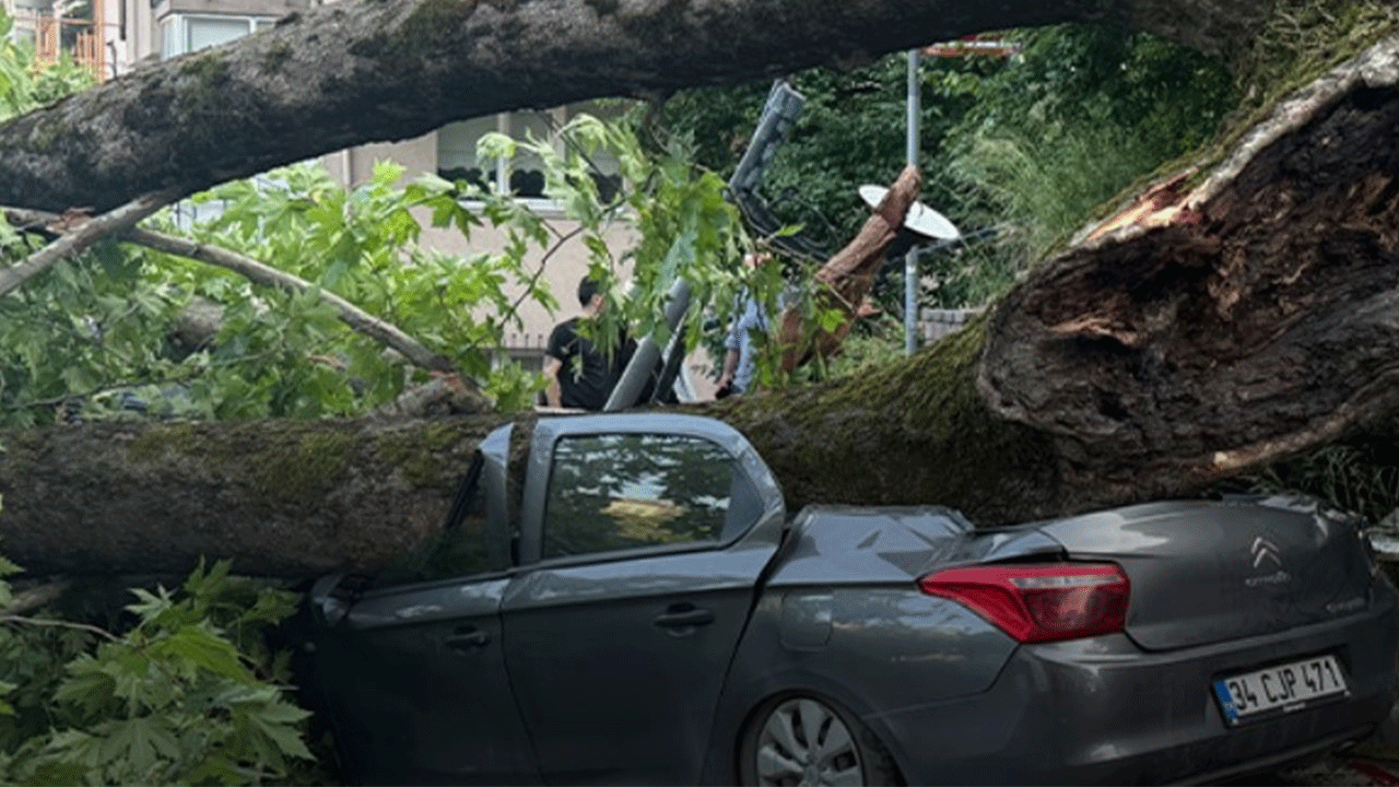 Beşiktaş'ta ağaç arabaların üzerine devrildi!