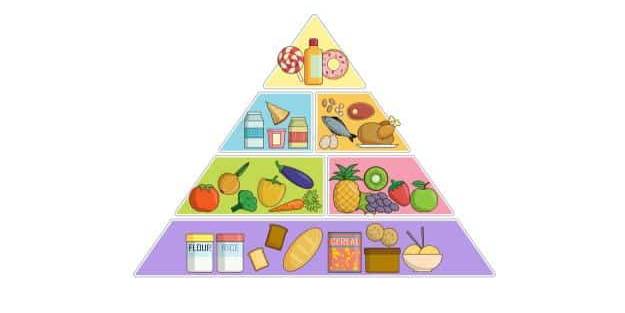 Besin piramidi nedir?