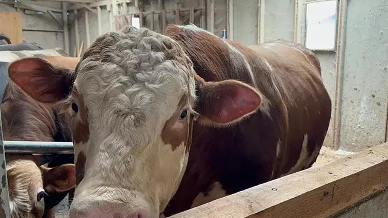 Beslediği dana yaşlı adamın canını aldı