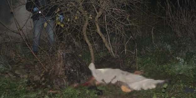 Beslediği sokak köpekleri tarafından parçalandı!