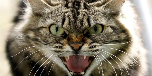 Besledikleri kedi hastanelik etti!