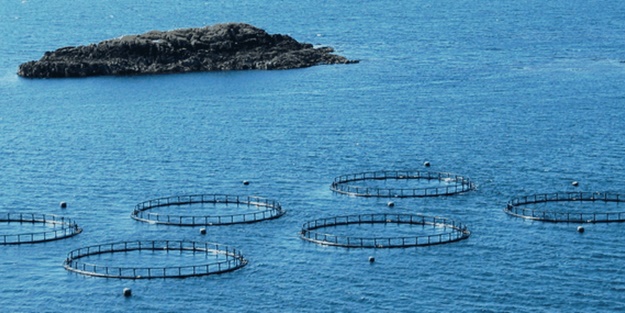 Besleme balık yem tehdidi