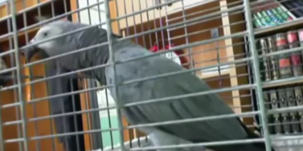 Besmele çeken papağan görenleri şaşkına çeviriyor!