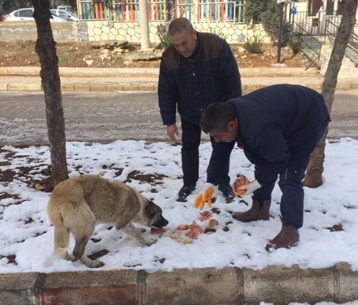 Besni Belediyesi sokak hayvanlarını unutmadı 