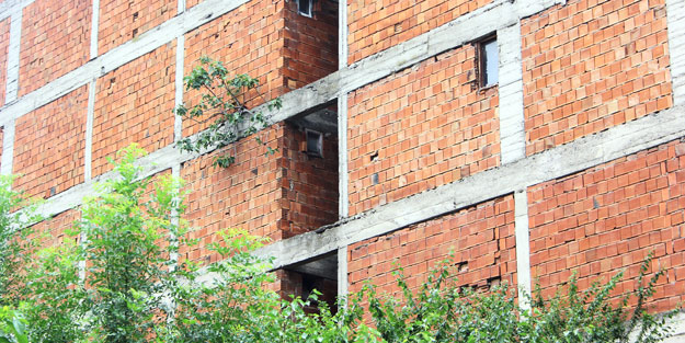 Betonda incir ağacı yetişti