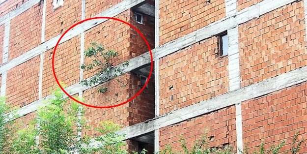 Betondan çıkan incirin tek izahı bu kelimede