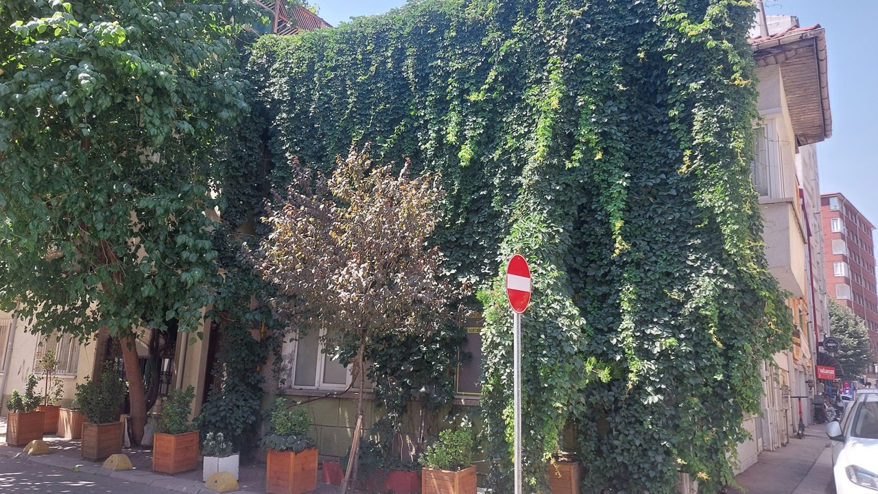 Betonun ortasında bir mucize! Eskişehir'in gözdesi oldu