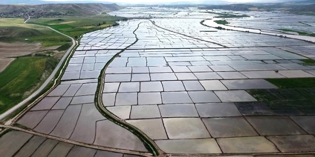 Beyaz altın tarlaları drone ile havadan görüntülendi