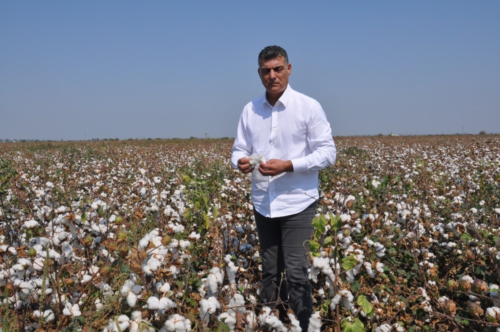 Beyaz altında buruk hasat 