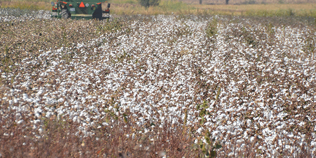 ‘Beyaz altın’da flaş gelişme