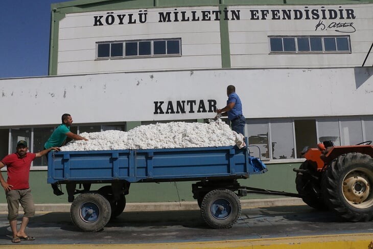 Beyaz altında ilk hasat yapıldı 
