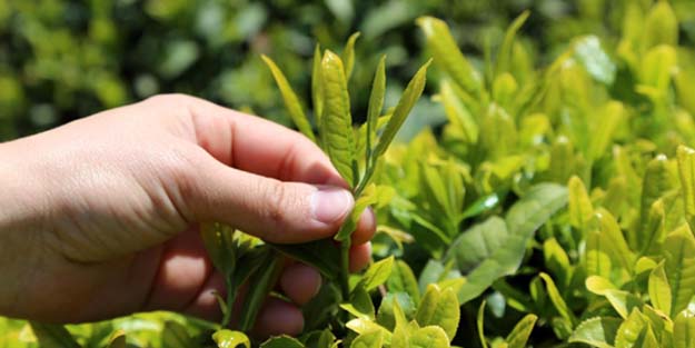 Beyaz çayın kilo fiyatı dudak uçuklattı!