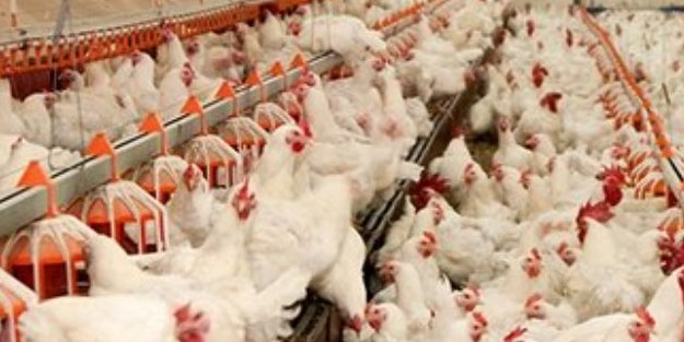 TÜİK açıkladı! 2024 Temmuz ayı beyaz et üretim hacmi: 205 bin 656 ton