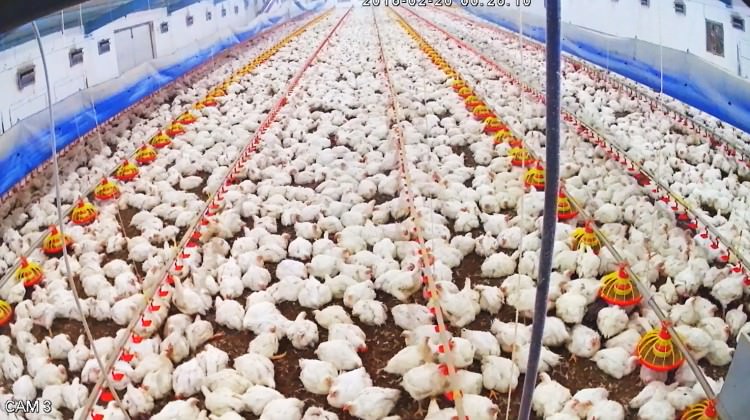 Beyaz ette yüzde 11 anlaşmazlığı