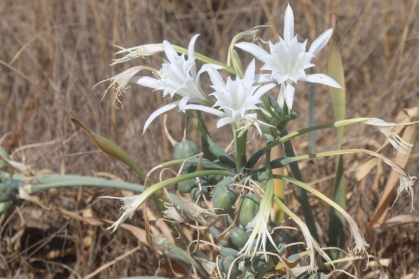 Bu çiçeği koparmanın cezası 244 bin TL