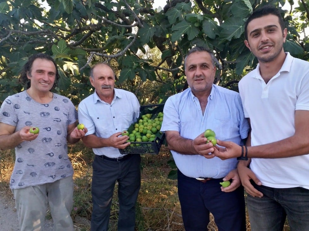 Beyaz incirde hasat zamanı 