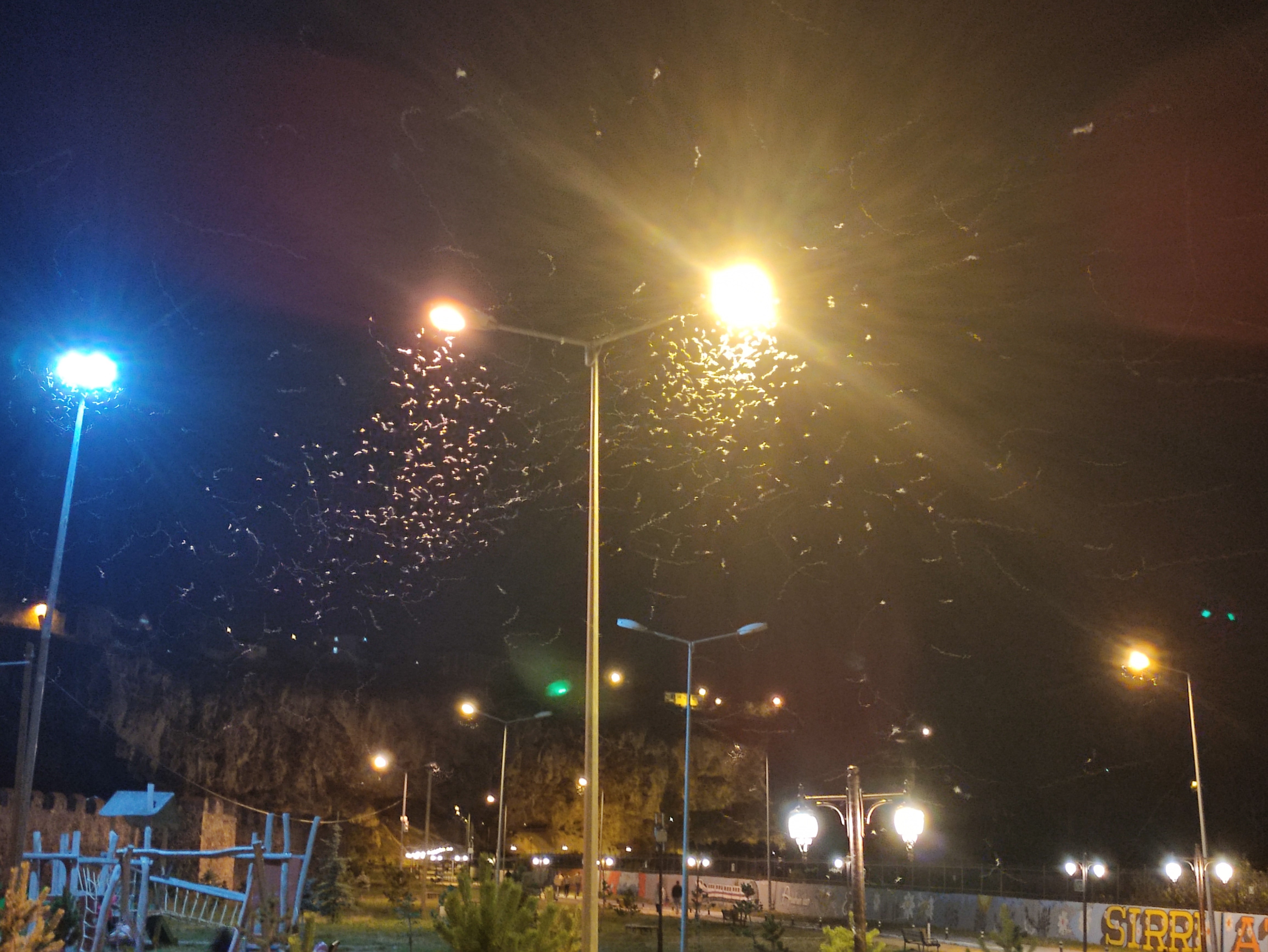 Beyaz kelebeklerin uçuşu görsel şölene dönüştü