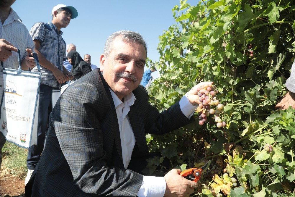 Beyazgül, belediyenin meyve fidanlığında üzüm topladı 