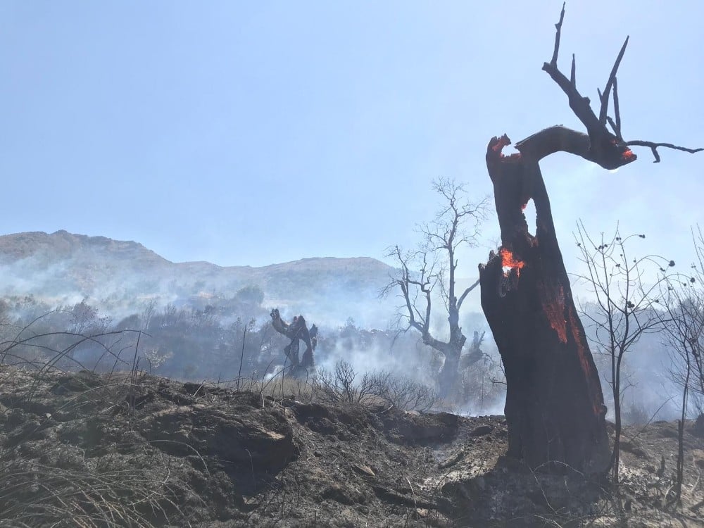 Beydağ’da korkutan orman yangını 