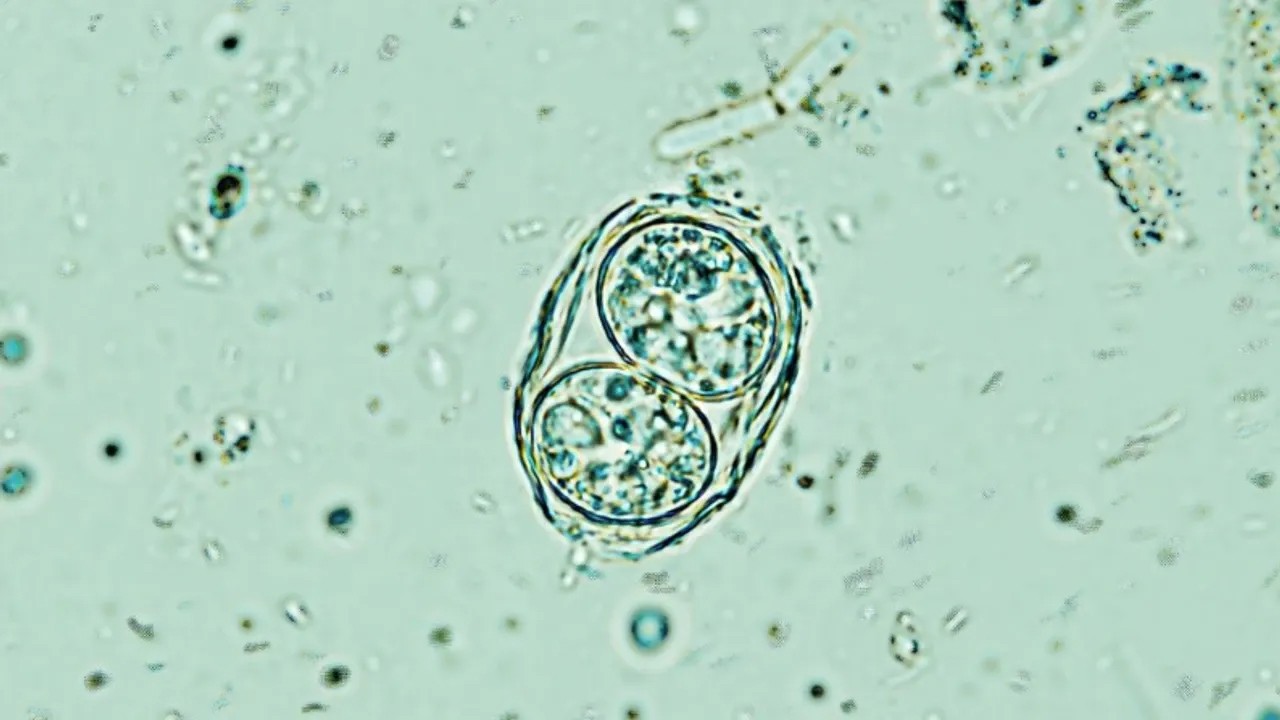 Beyin için yeni keşif umut veriyor: ‘sessiz parazit’e karşı kapatma düğmesi bulundu