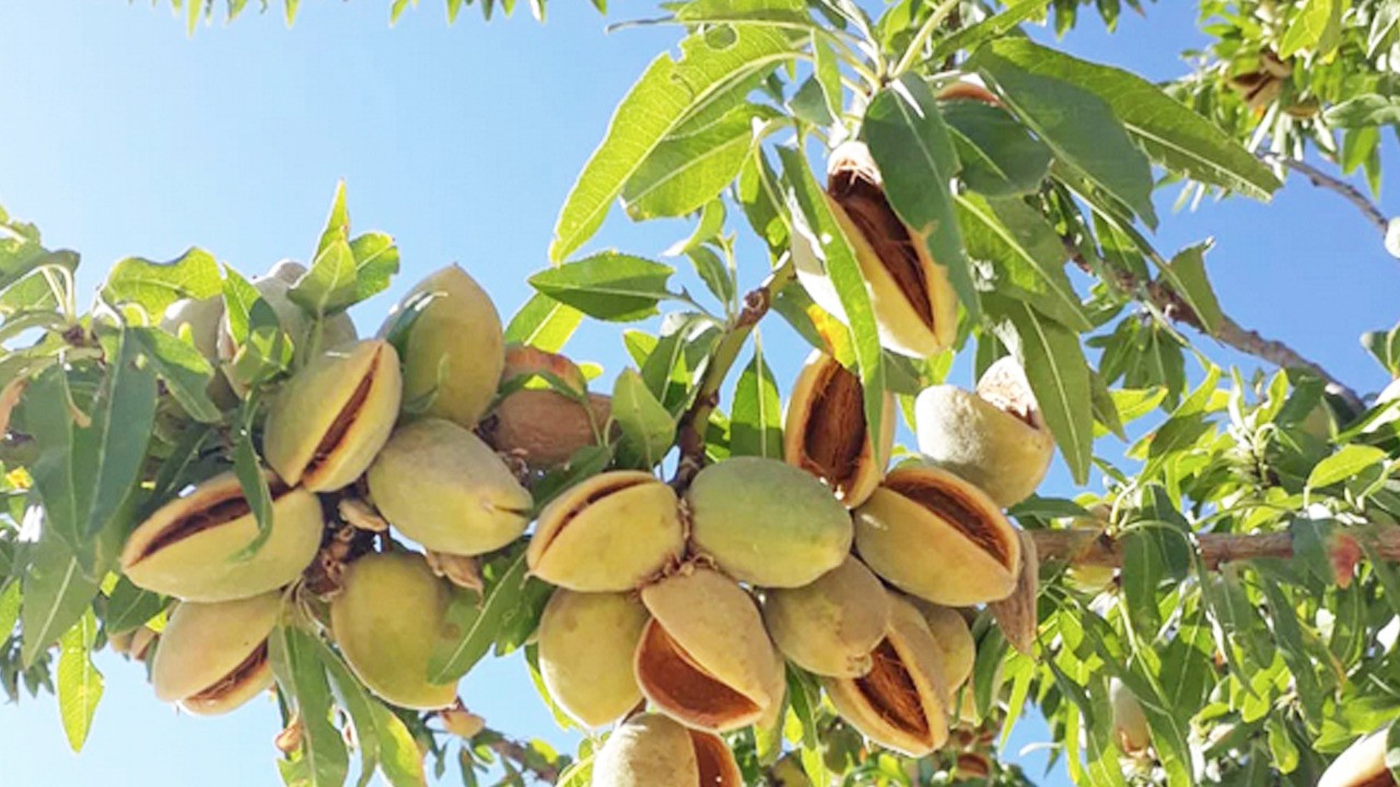 Beyin işlevlerini yenileyen tek yiyecek: Mucize besin