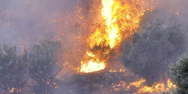 Beykoz’da çıkan orman yangını söndürüldü