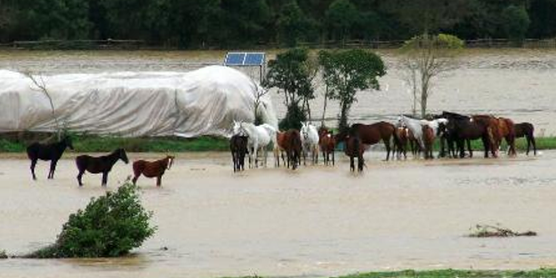 Beykoz'da sel yüzünden atlar mahsur kaldı