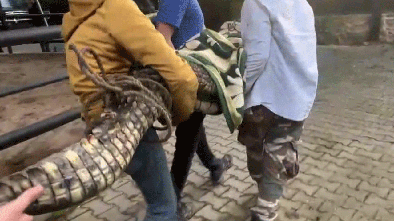 Beykoz'da timsah ve anakonda...