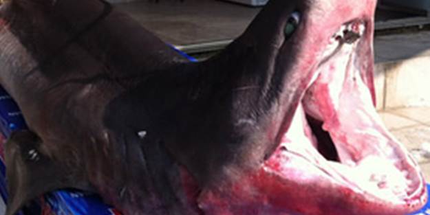 Beylikdüzü'nde 1 tonluk köpek balığı yakalandı