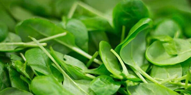 Beyni koruyan ve unutkanlığı yok eden 11 besin! Kullanın iyi gelir: Beyin hemen olumlu büyük tepki veriyor